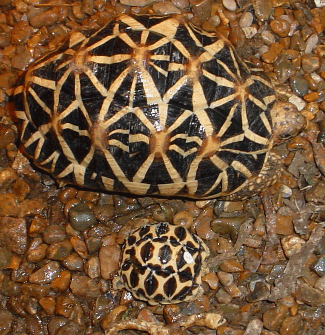 4-year-old Star (above) next to a recently hatched baby (below), both bred by myself.  This photo demonstrates the difference between the baby pattern and the adult pattern which develops during the first 18 months or so of a Stars' life.