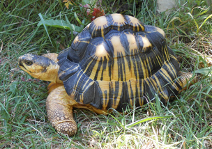 Male 1 - Radiated Tortoise for sale.