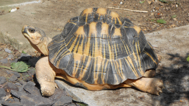 Male 1 - Radiataed Tortoise for sale.