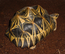 Male 2 - Adult Radiated Tortoise for sale