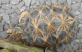Male 2 - Adult Radiated Tortoise for sale